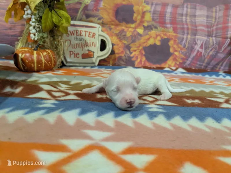 Briar – Bichon Frise puppy for sale in Falcon, MO