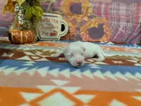 Briar, a male Bichon Frise for sale in Falcon, MO – 1 of 3