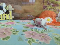 Thor , a male Bichon Frise for sale in Falcon, MO – Photo 1 of 3