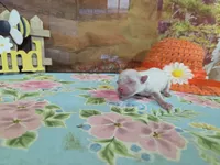 Thor , a male Bichon Frise for sale in Falcon, MO – Photo 2 of 3