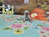 Thor , a male Bichon Frise for sale in Falcon, MO – Photo 3 of 3