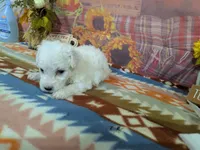 Scott, a male Bichon Frise for sale in Falcon, MO – 4 of 9