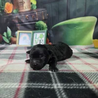 Max, a female Havanese for sale in Falcon, MO – Photo 2 of 3