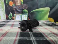 Max, a female Havanese for sale in Falcon, MO – Photo 2 of 3