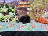 Max, a female Havanese for sale in Falcon, MO – 6 of 6