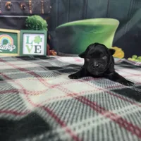 Max, a female Havanese for sale in Falcon, MO – Photo 3 of 3