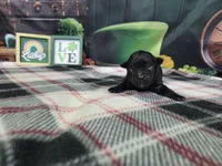 Max, a female Havanese for sale in Falcon, MO – Photo 3 of 3