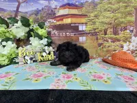 Max, a female Havanese for sale in Falcon, MO – 4 of 6