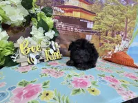 Max, a female Havanese for sale in Falcon, MO – 5 of 6