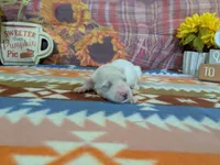 Mateo, a male Bichon Frise for sale in Falcon, MO – 3 of 3