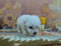 Alistair, a male Bichon Frise for sale in Falcon, MO – 7 of 9