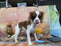 Steven, a male Cavalier King Charles Spaniel for sale in Falcon, MO – 2 of 3
