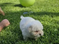 Midnight, a male Maltipoo for sale in Falcon, MO – Photo 5 of 6