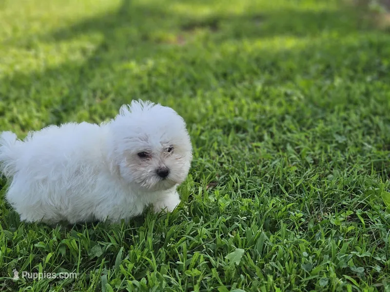 Midnight, a male Maltipoo for sale in Falcon, MO – Photo 1 of 6