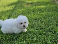 Midnight, a male Maltipoo for sale in Falcon, MO – Photo 1 of 6
