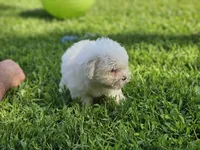 Midnight, a male Maltipoo for sale in Falcon, MO – Photo 6 of 6