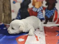 Midnight, a male Maltipoo for sale in Falcon, MO – Photo 4 of 6