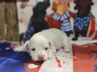 Midnight, a male Maltipoo for sale in Falcon, MO – Photo 2 of 6