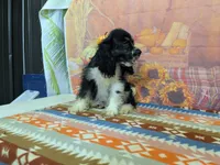 Brandon, a male Cocker Spaniel for sale in Falcon, MO – 3 of 3