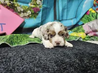 Benedict, a male Cocker Spaniel for sale in Falcon, MO – Photo 2 of 3