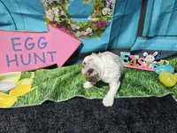Benedict, a male Cocker Spaniel for sale in Falcon, MO – Photo 3 of 3