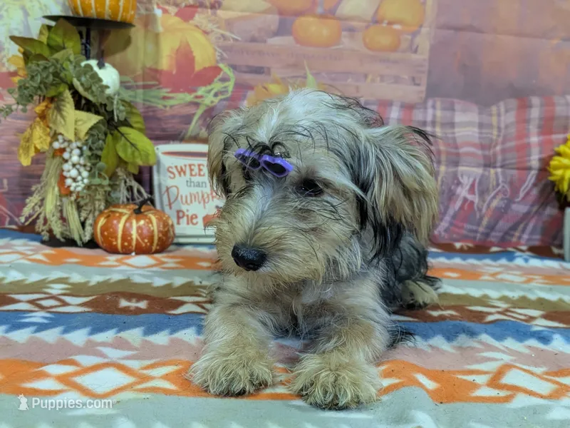 Celeste – Yorkshire Terrier puppy for sale in Falcon, MO