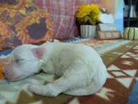 Hudson, a male Bichon Frise for sale in Falcon, MO – 3 of 3
