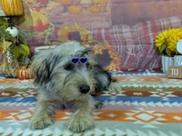 Celeste, a female Yorkshire Terrier for sale in Falcon, MO – 2 of 3
