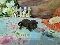 Medusa, a female Shih Tzu for sale in Falcon, MO – Photo 3 of 3