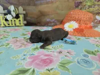 Medusa, a female Shih Tzu for sale in Falcon, MO – Photo 2 of 3