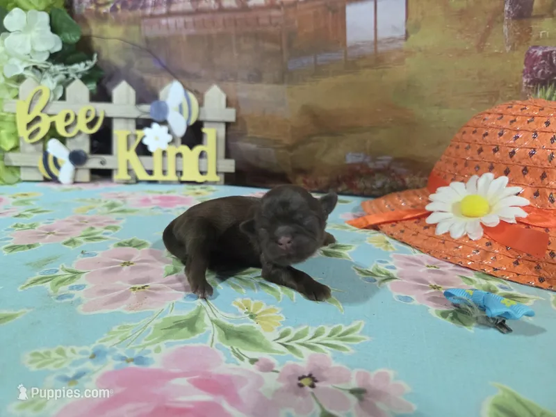 Medusa – Shih Tzu puppy for sale in Falcon, MO