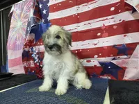 Jackson, a female Havanese for sale in Falcon, MO – 9 of 9