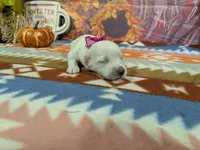 Lily, a female Bichon Frise for sale in Falcon, MO – 2 of 3