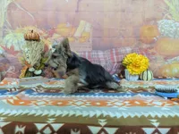 Hazel, a female Yorkshire Terrier for sale in Falcon, MO – 4 of 6