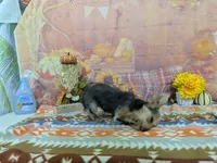 Hazel, a female Yorkshire Terrier for sale in Falcon, MO – 5 of 6