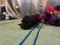 Arthur, a male Cocker Spaniel for sale in Falcon, MO – Photo 2 of 3