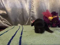 Arthur, a male Cocker Spaniel for sale in Falcon, MO – Photo 1 of 3