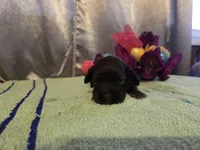 Arthur, a male Cocker Spaniel for sale in Falcon, MO – Photo 3 of 3