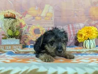 Dennis , a male Yorkshire Terrier for sale in Falcon, MO – 5 of 6