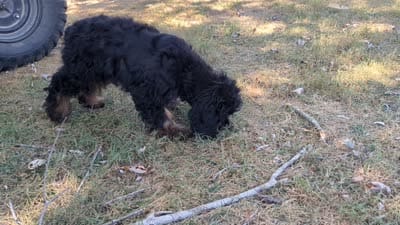 Logan, a male Cocker Spaniel for sale in Falcon, MO – 5 of 7