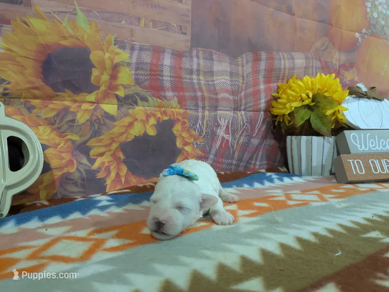 Mia – Bichon Frise puppy for sale in Falcon, MO