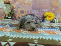 Celina, a male Yorkshire Terrier for sale in Falcon, MO – 5 of 6