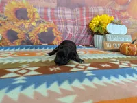 xavier, a male Havanese for sale in Falcon, MO – 3 of 3