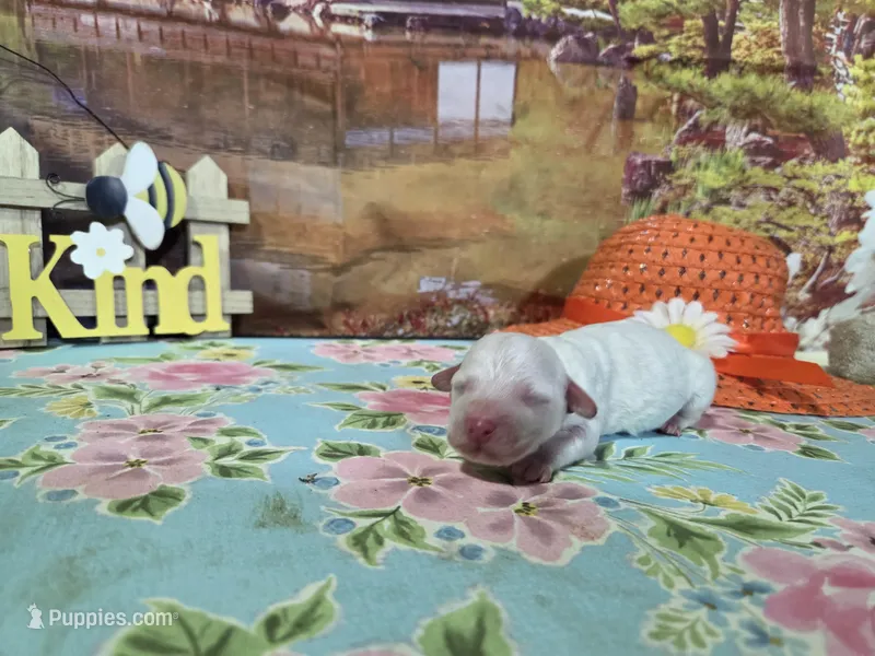 Loki – Bichon Frise puppy for sale in Falcon, MO