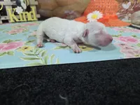 Loki, a male Bichon Frise for sale in Falcon, MO – Photo 2 of 3