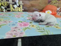 Loki, a male Bichon Frise for sale in Falcon, MO – Photo 3 of 3