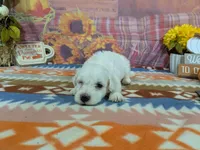Hudson, a male Bichon Frise for sale in Falcon, MO – 5 of 6