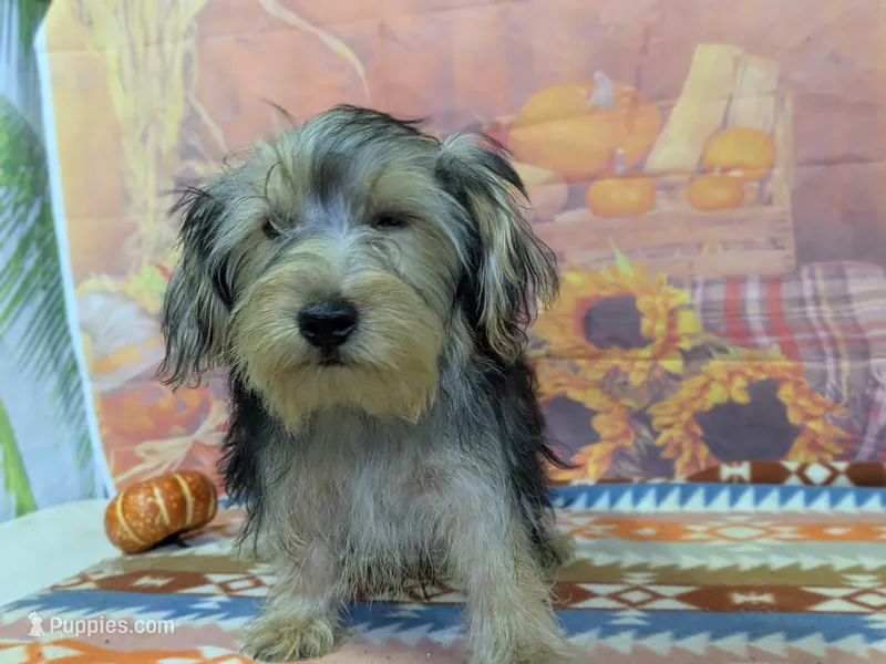 Caleb – Yorkshire Terrier puppy for sale in Falcon, MO