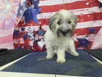 Jackson, a female Havanese for sale in Falcon, MO – 7 of 9