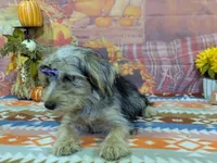 Celeste, a female Yorkshire Terrier for sale in Falcon, MO – 3 of 3
